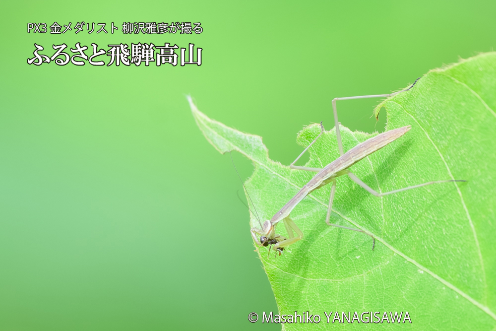 飛騨高山に棲むカマキリの写真です。