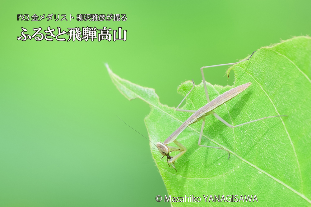 飛騨高山に棲むカマキリの写真です。