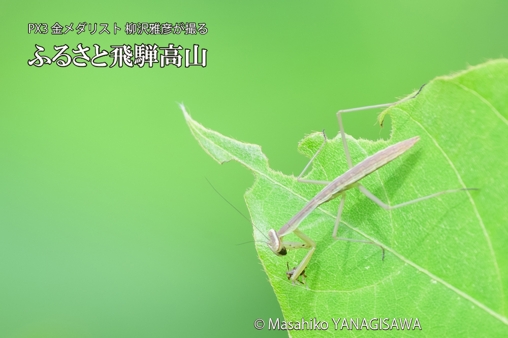 飛騨高山に棲むカマキリの写真です。