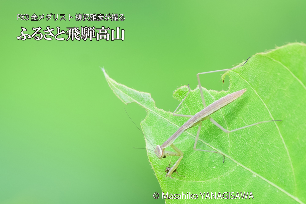 飛騨高山に棲むカマキリの写真です。