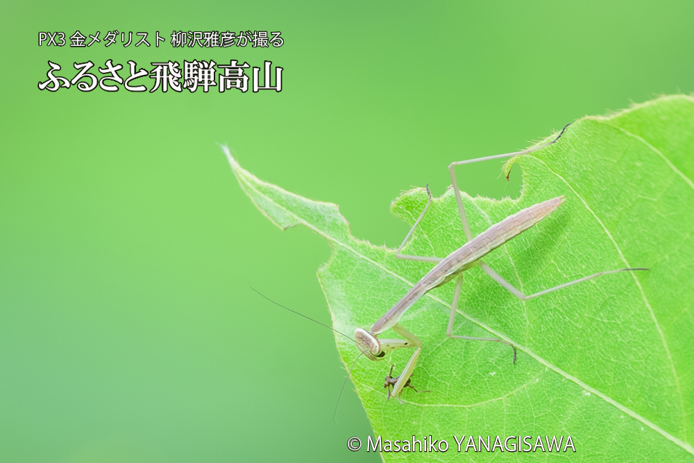 飛騨高山に棲むカマキリの写真です。