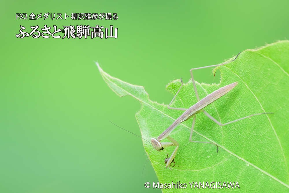 飛騨高山に棲むカマキリの写真です。