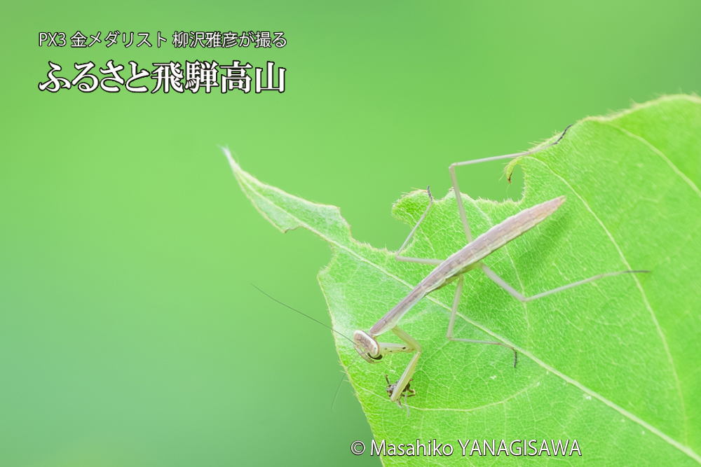 飛騨高山に棲むカマキリの写真です。