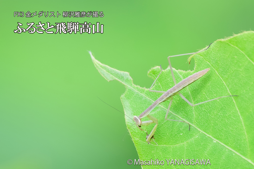 飛騨高山に棲むカマキリの写真です。
