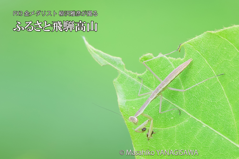 飛騨高山に棲むカマキリの写真です。