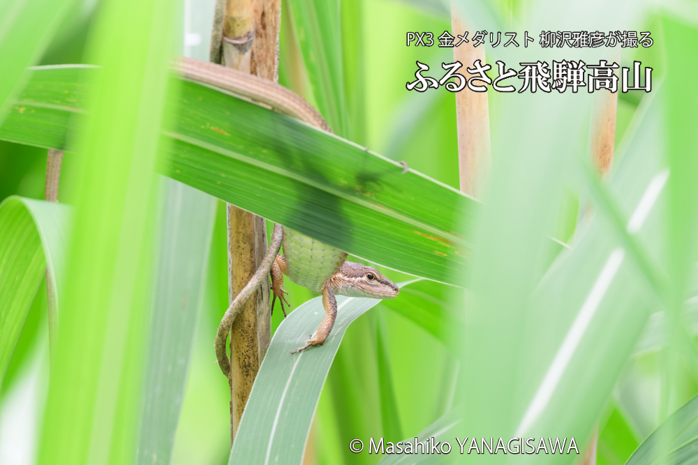 飛騨高山に棲むカナヘビの写真です。