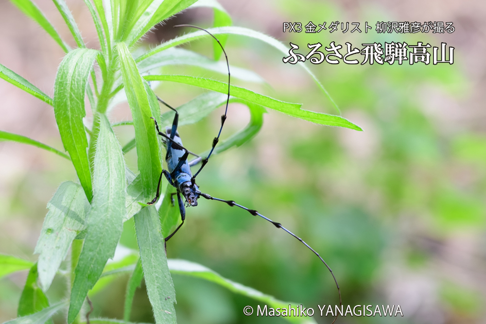飛騨高山に棲むルリボシカミキリの写真です。
