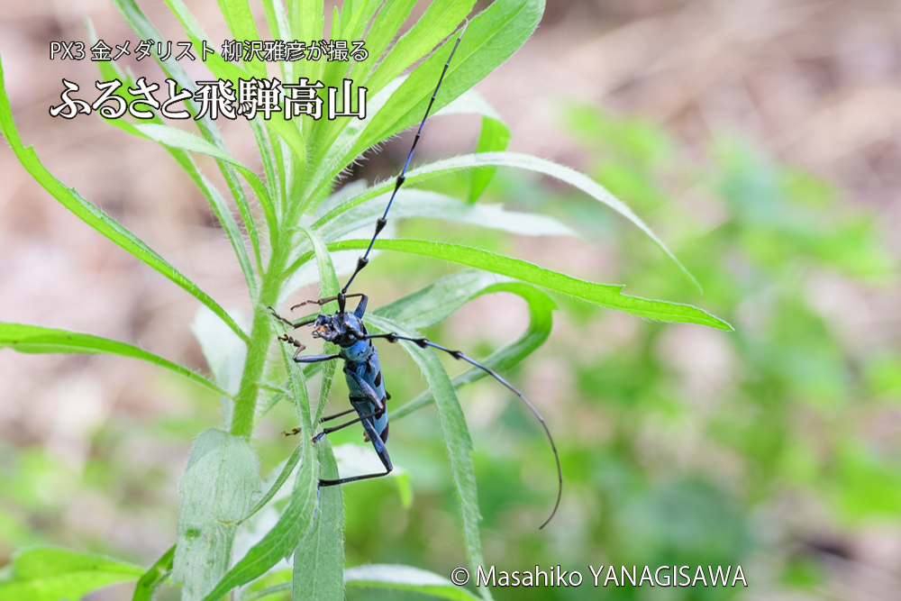 飛騨高山に棲むルリボシカミキリの写真です。