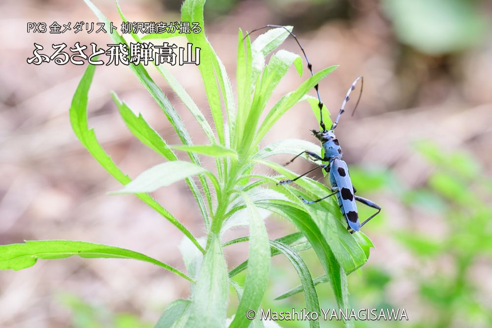 飛騨高山に棲むルリボシカミキリの写真です。