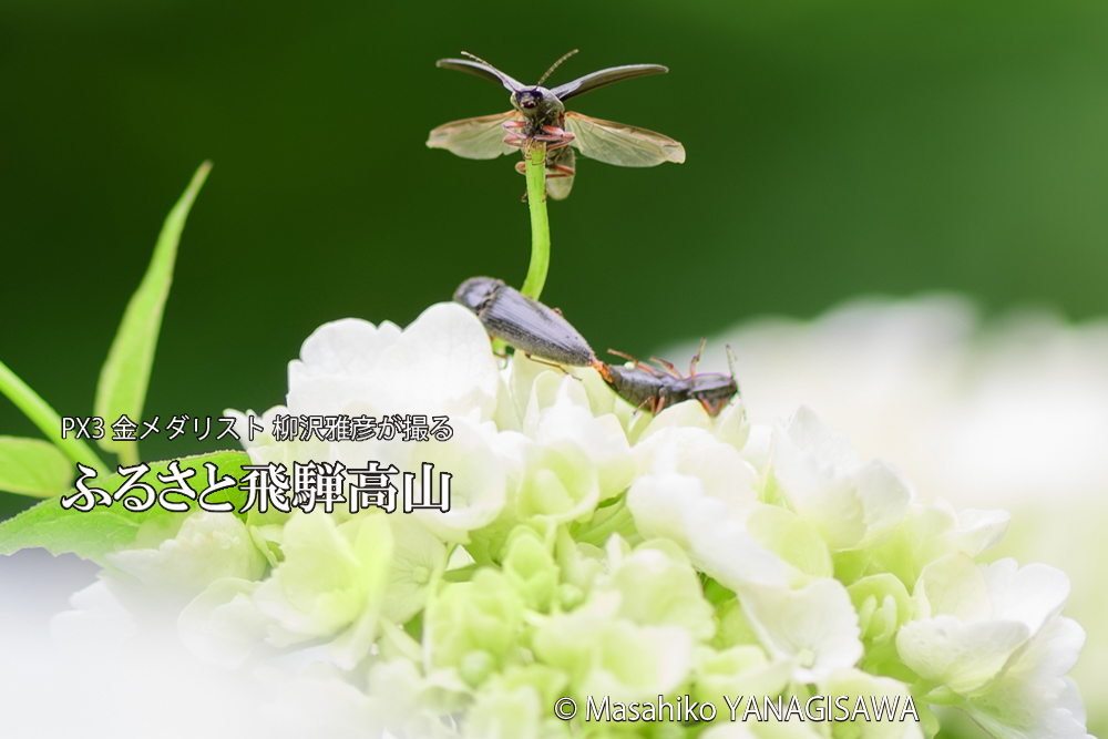 飛騨高山に棲むコメツキムシの写真です。