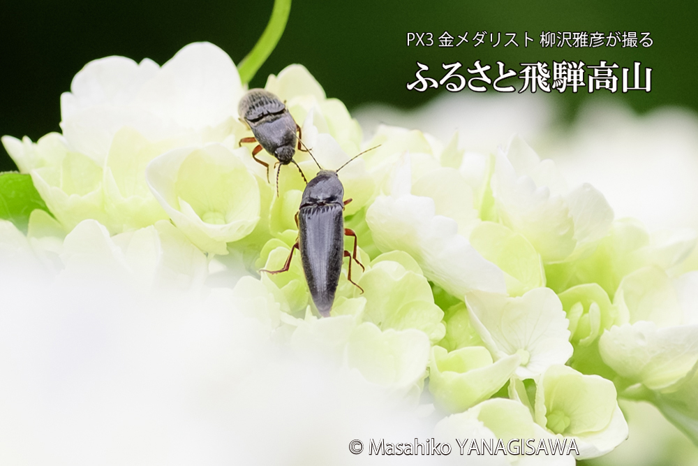 飛騨高山に棲むコメツキムシの写真です。