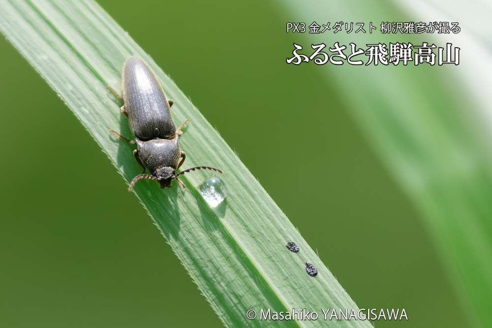 飛騨高山に棲むコメツキムシの写真です。