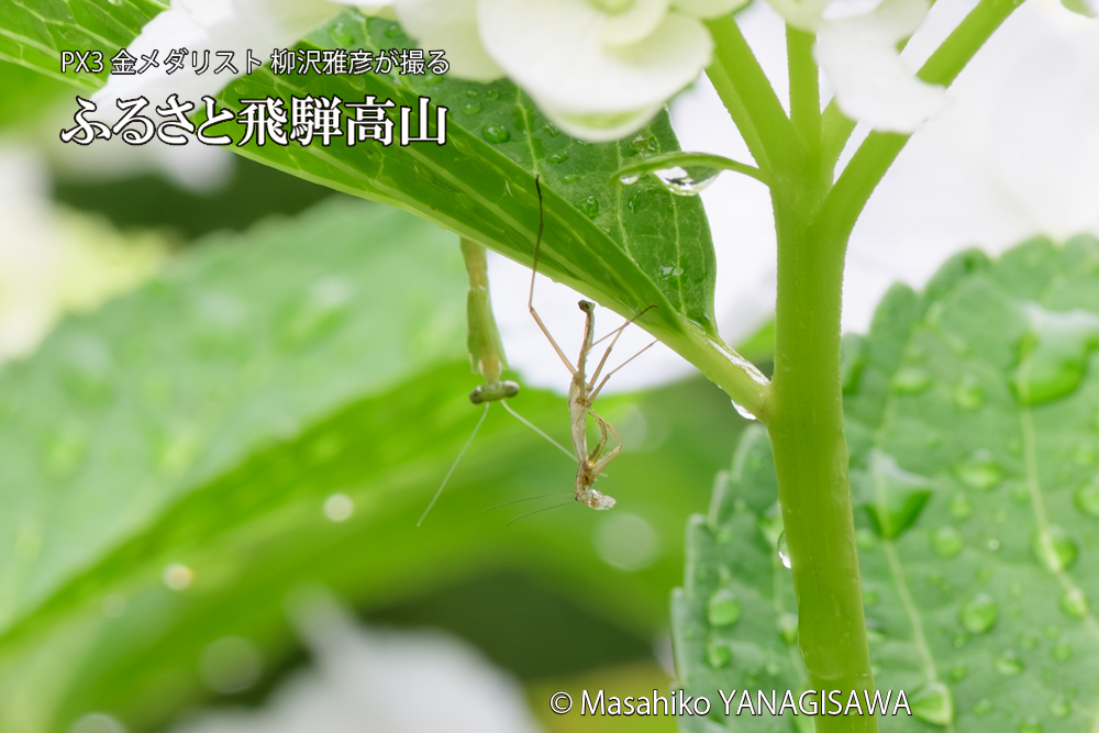 飛騨高山に棲むカマキリの脱皮の写真です。
