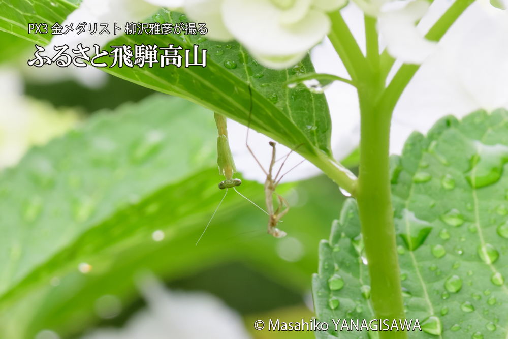 飛騨高山に棲むカマキリの脱皮の写真です。