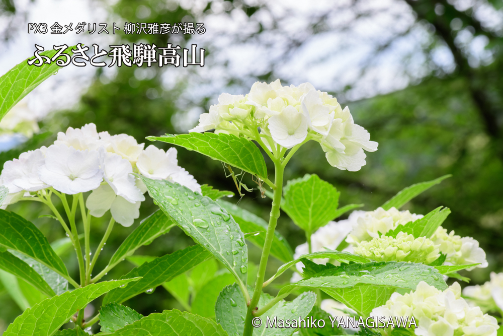 飛騨高山に棲むカマキリの脱皮の写真です。