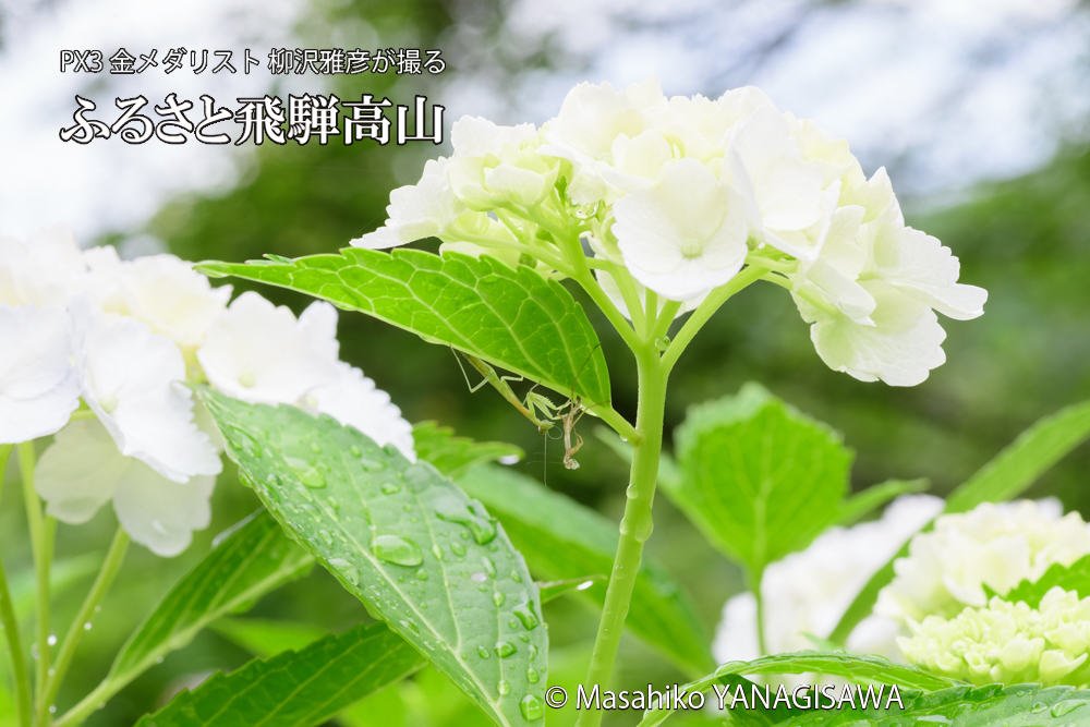 飛騨高山に棲むカマキリの脱皮の写真です。