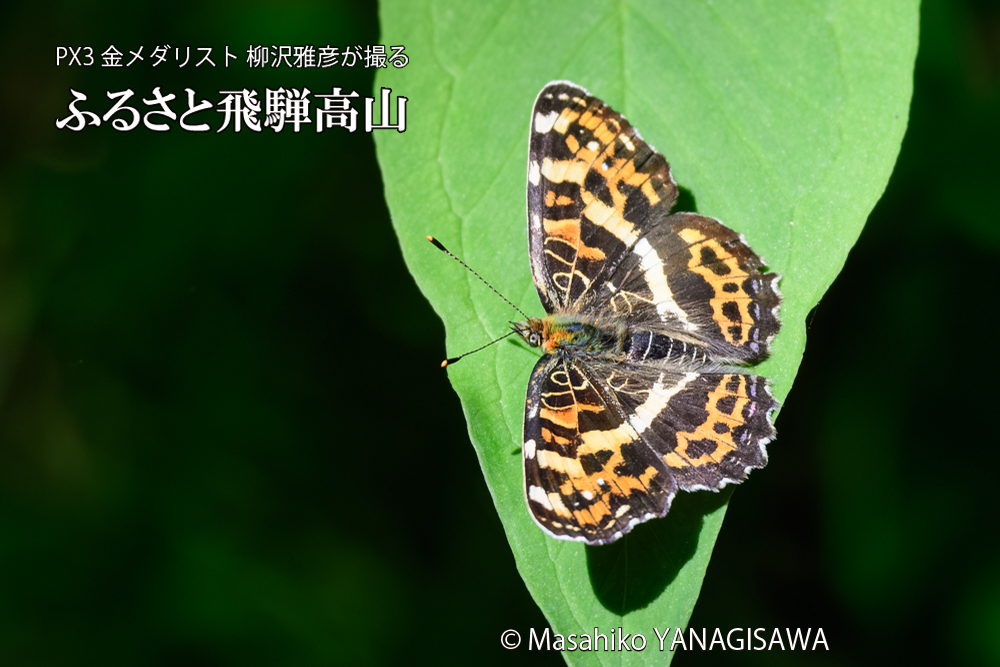 飛騨高山に棲むサカハチチョウの写真です。