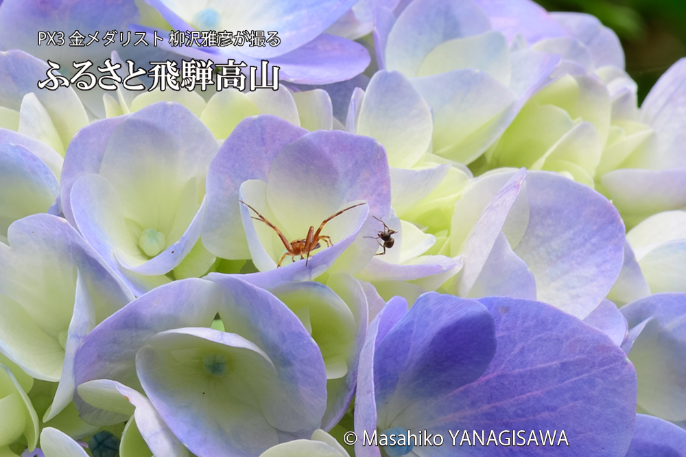 飛騨高山に棲むアリがクモを威嚇する様子の写真です。