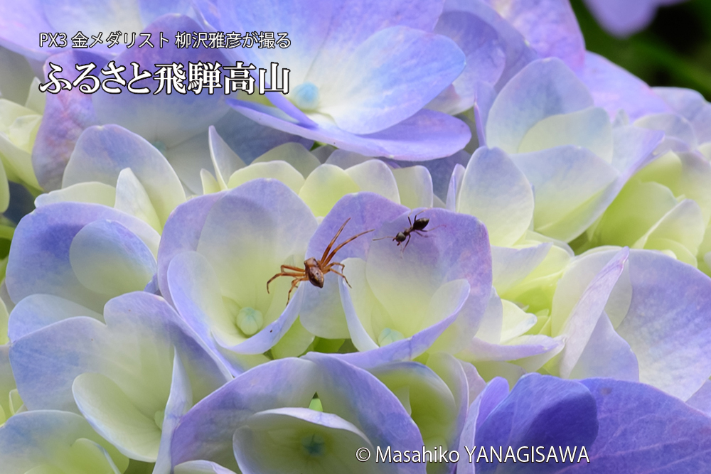 飛騨高山に棲むアリがクモを威嚇する様子の写真です。