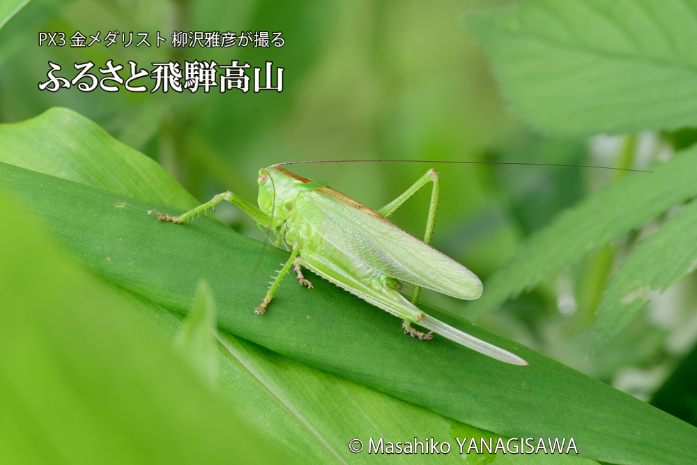 飛騨高山に棲むキリギリスの仲間の写真です。