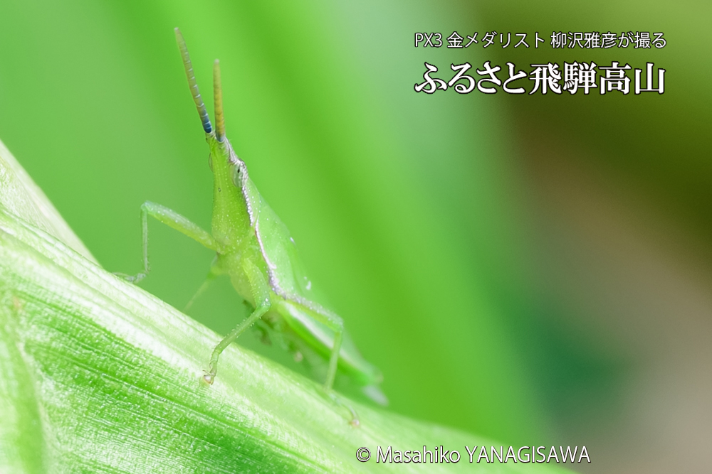 飛騨高山に棲むショウリョウバッタの写真です。