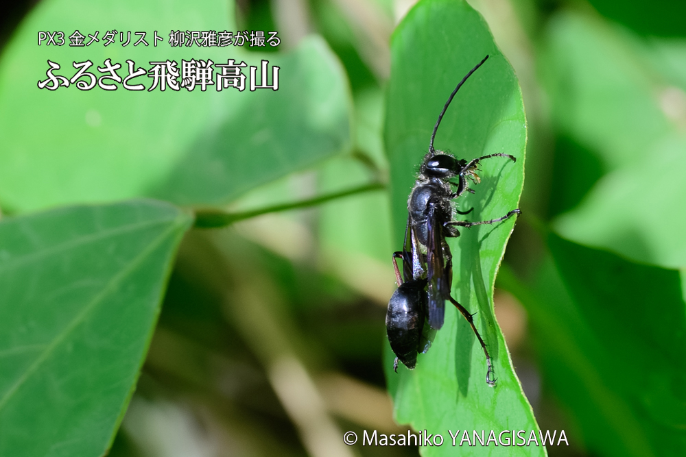 飛騨高山に棲むクロアナバチの写真です。