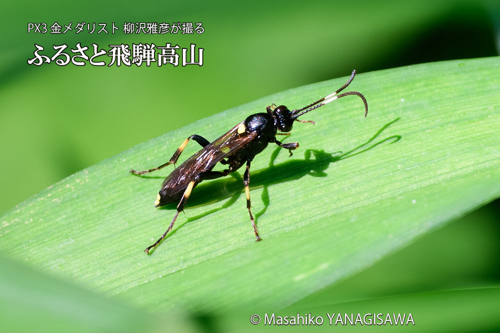 飛騨高山に棲むキゴシジガバチ？の写真です。