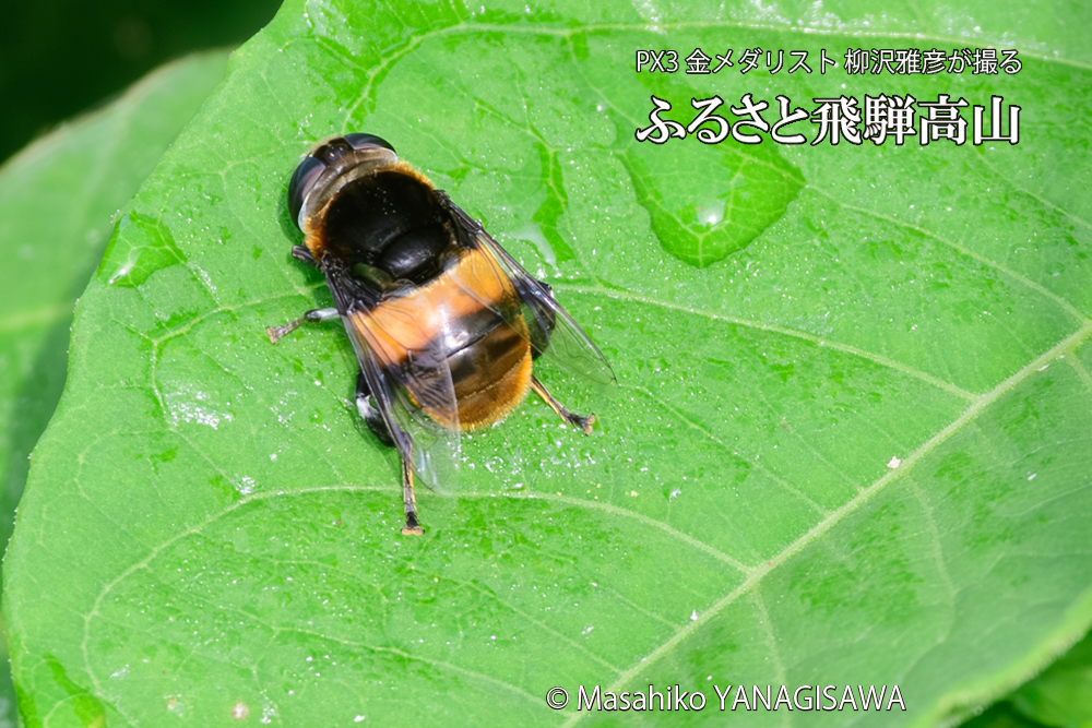 飛騨高山に棲むハナアブの写真です。