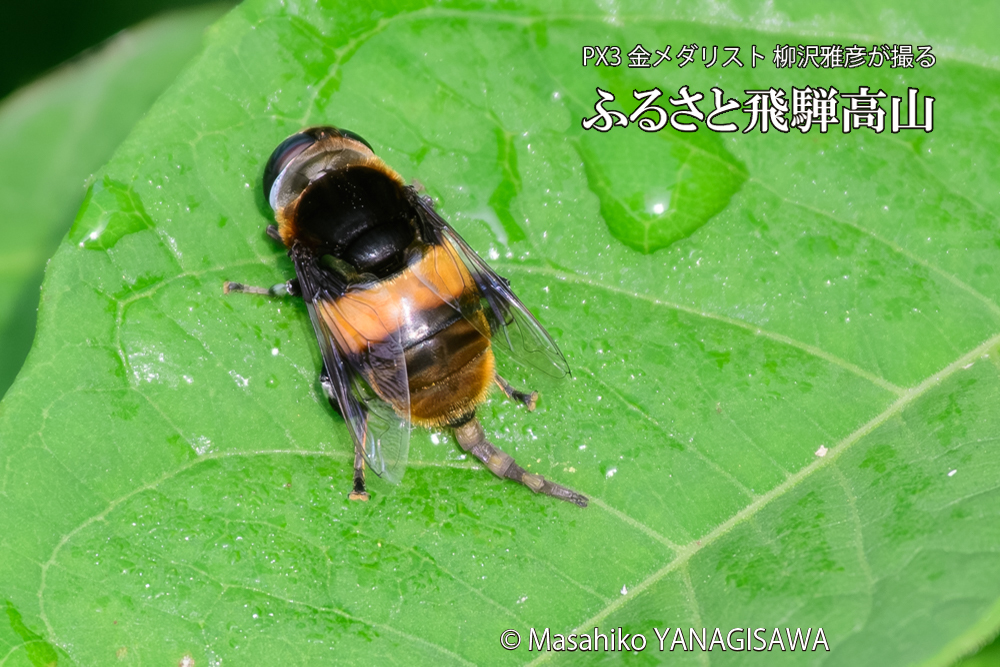 飛騨高山に棲むハナアブの写真です。