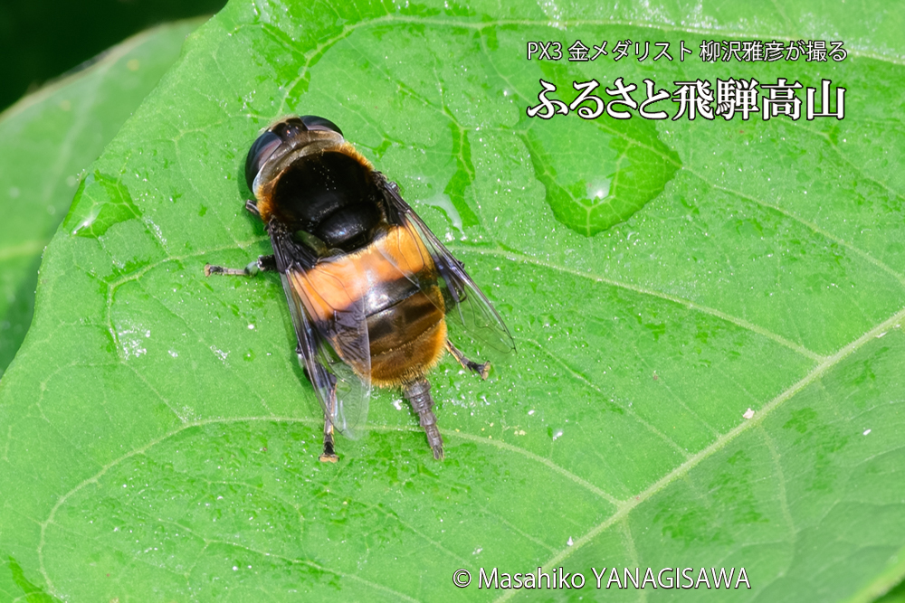 飛騨高山に棲むハナアブの写真です。