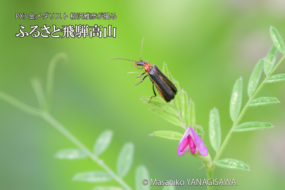 飛騨高山に棲むクビアカジョウカイの写真です。