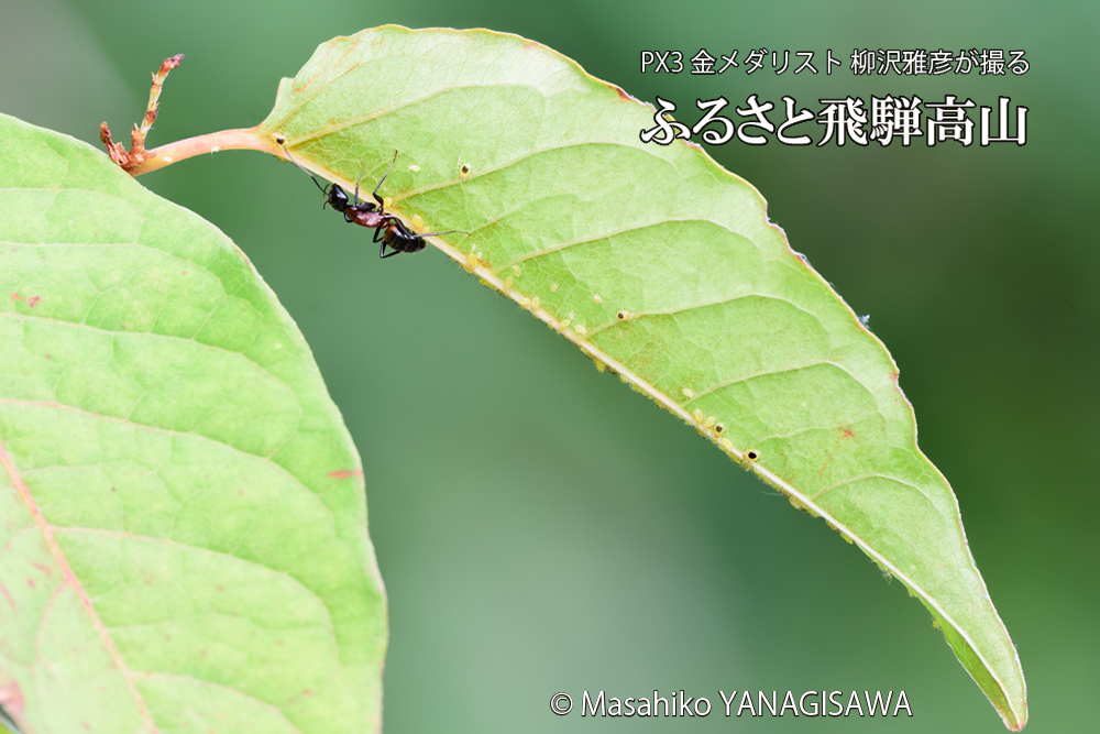 飛騨高山に棲むアリとアリマキの写真です。
