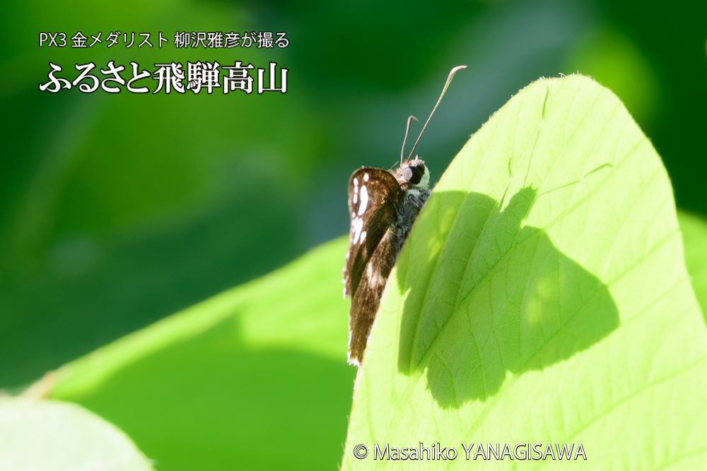 飛騨高山に棲むダイミョウセセリの写真です。