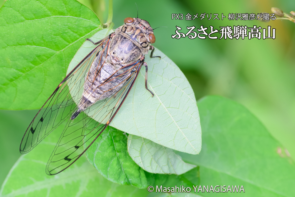 飛騨高山に棲むツクツクボウシの写真です。