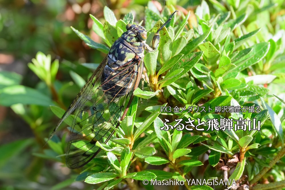 飛騨高山に棲むミンミンゼミの写真です。
