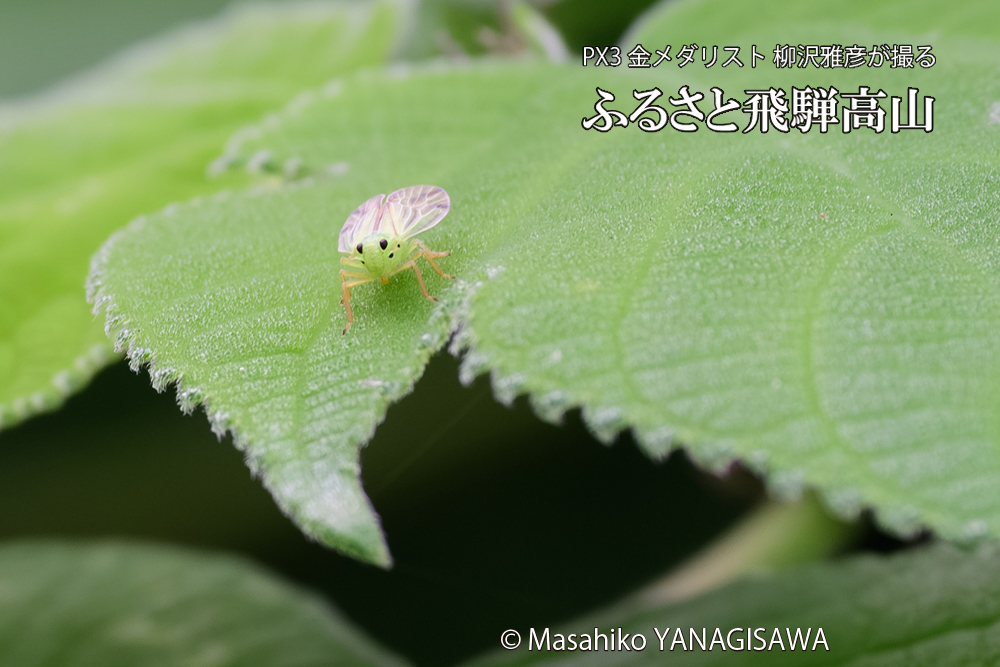 飛騨高山に棲むタテスジウンカの写真です。