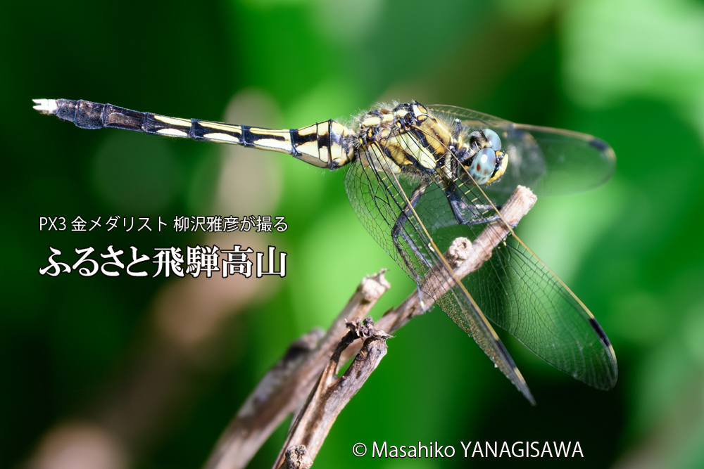 飛騨高山に棲むシオカラトンボの写真です。