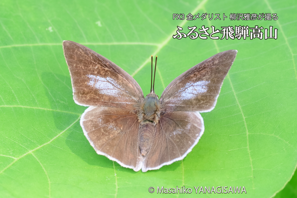 飛騨高山に棲むウラギンシジミの写真です。
