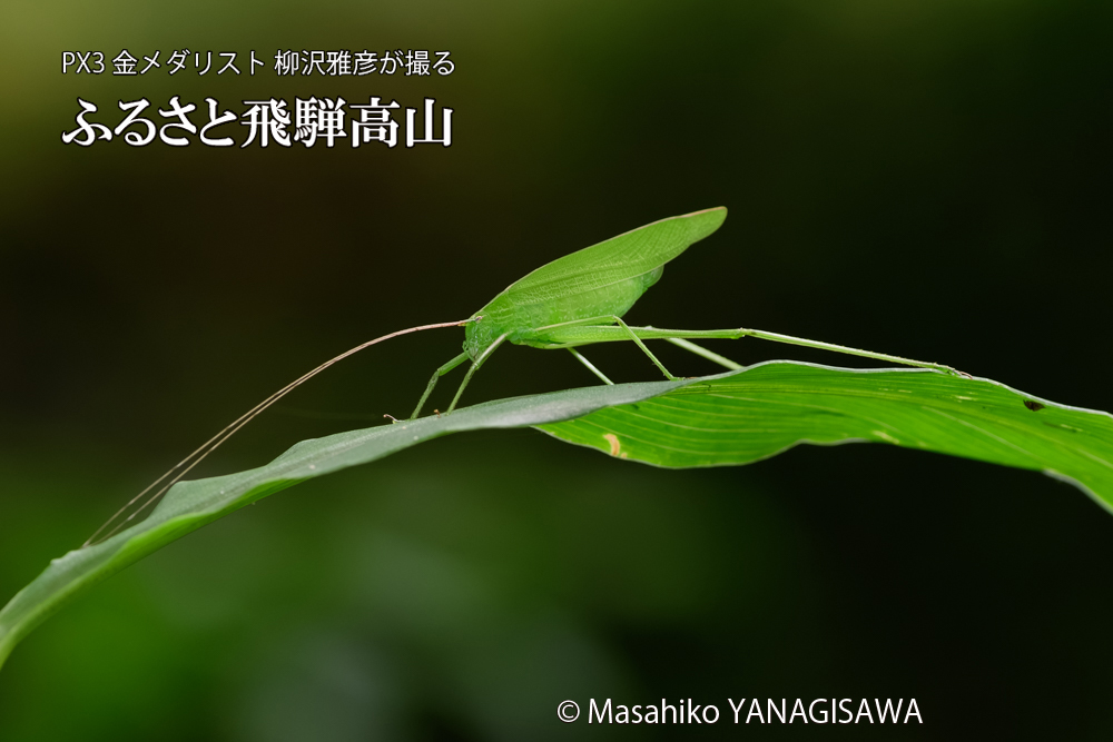 飛騨高山に棲むセスジツユムシの写真です。