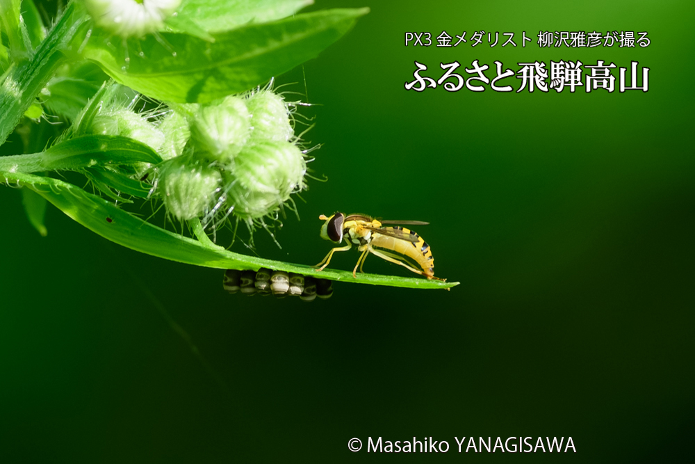 飛騨高山に棲むハナアブの写真です。