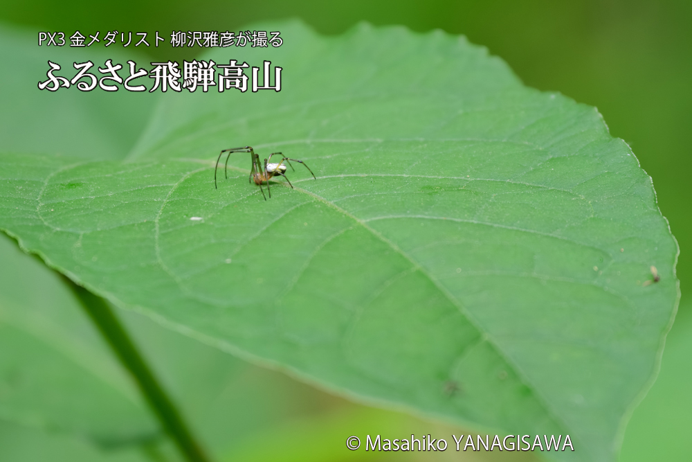 飛騨高山に棲むアシナガグモの狩りの写真です。