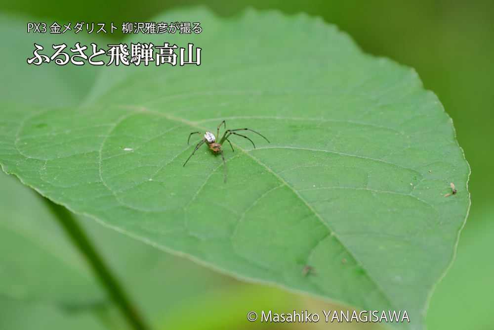 飛騨高山に棲むアシナガグモの狩りの写真です。