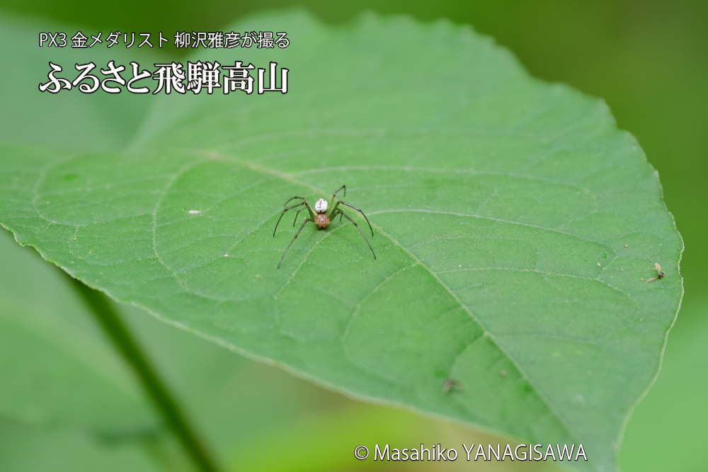 飛騨高山に棲むアシナガグモの狩りの写真です。