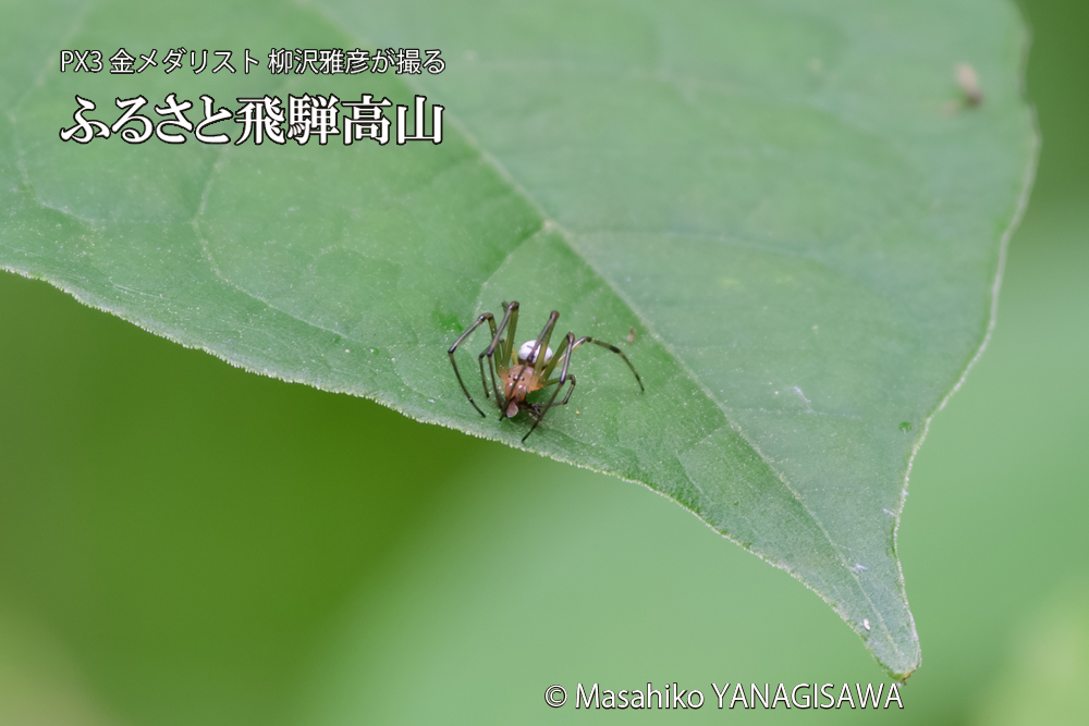 飛騨高山に棲むアシナガグモの狩りの写真です。