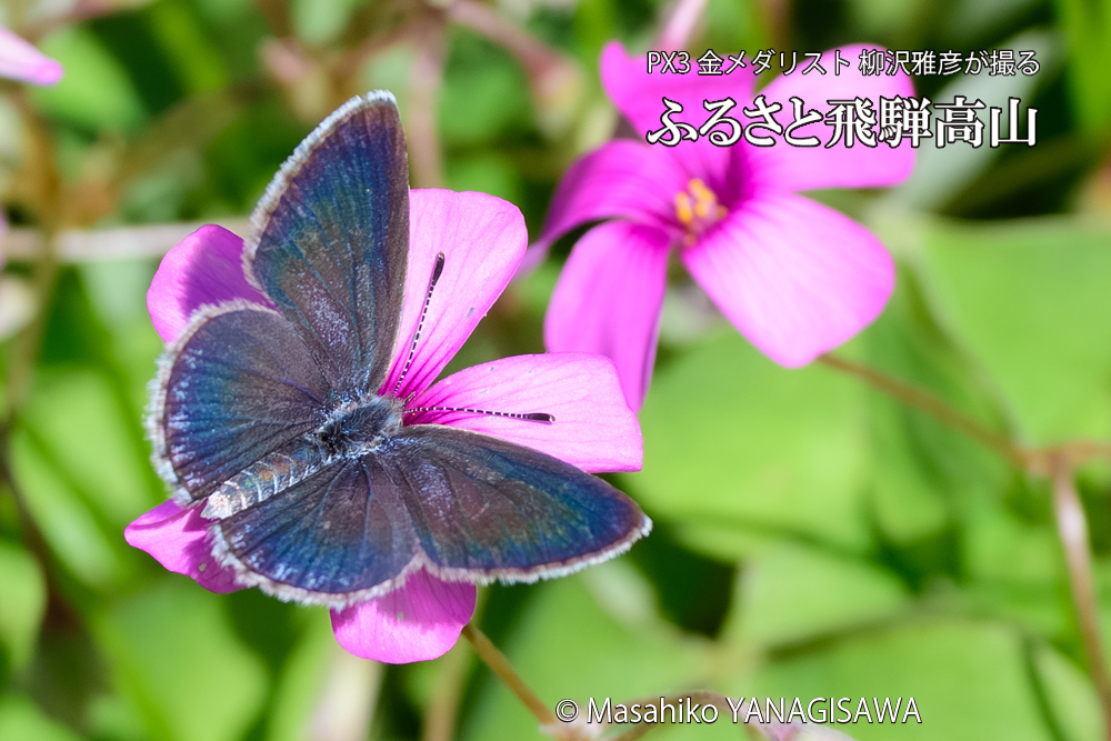 飛騨高山に棲むシジミチョウの写真です。