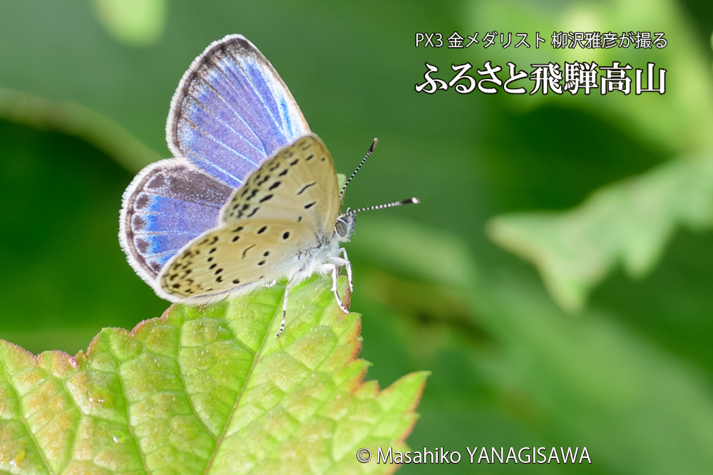 飛騨高山に棲むシジミチョウの写真です。