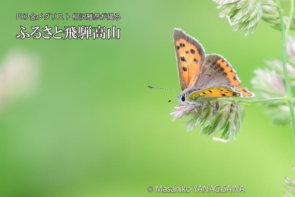 飛騨高山に棲むシジミチョウの写真です。