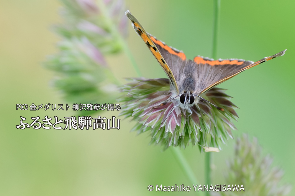 飛騨高山に棲むシジミチョウの写真です。