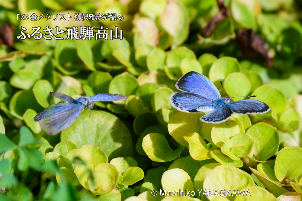 飛騨高山に棲むシジミチョウの写真です。