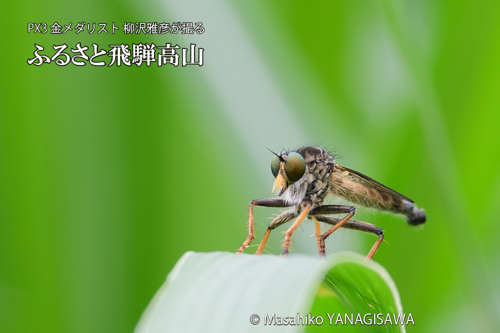 飛騨高山に棲むムシヒキアブの写真です。
